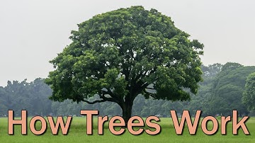 How a Tree Works – Family Plot