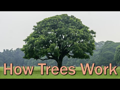Video: Tree Feeder Root Information – Apa yang Dilakukan Feeder Roots