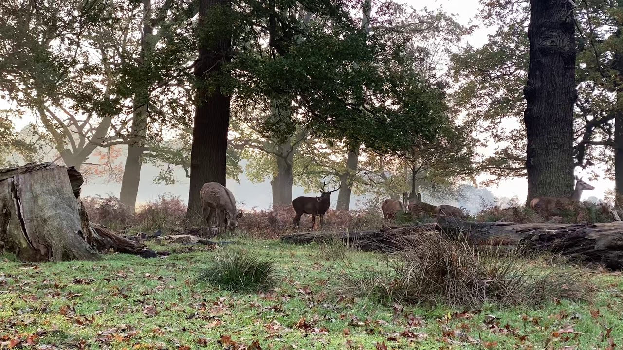 Red deer in Richmond Park - YouTube