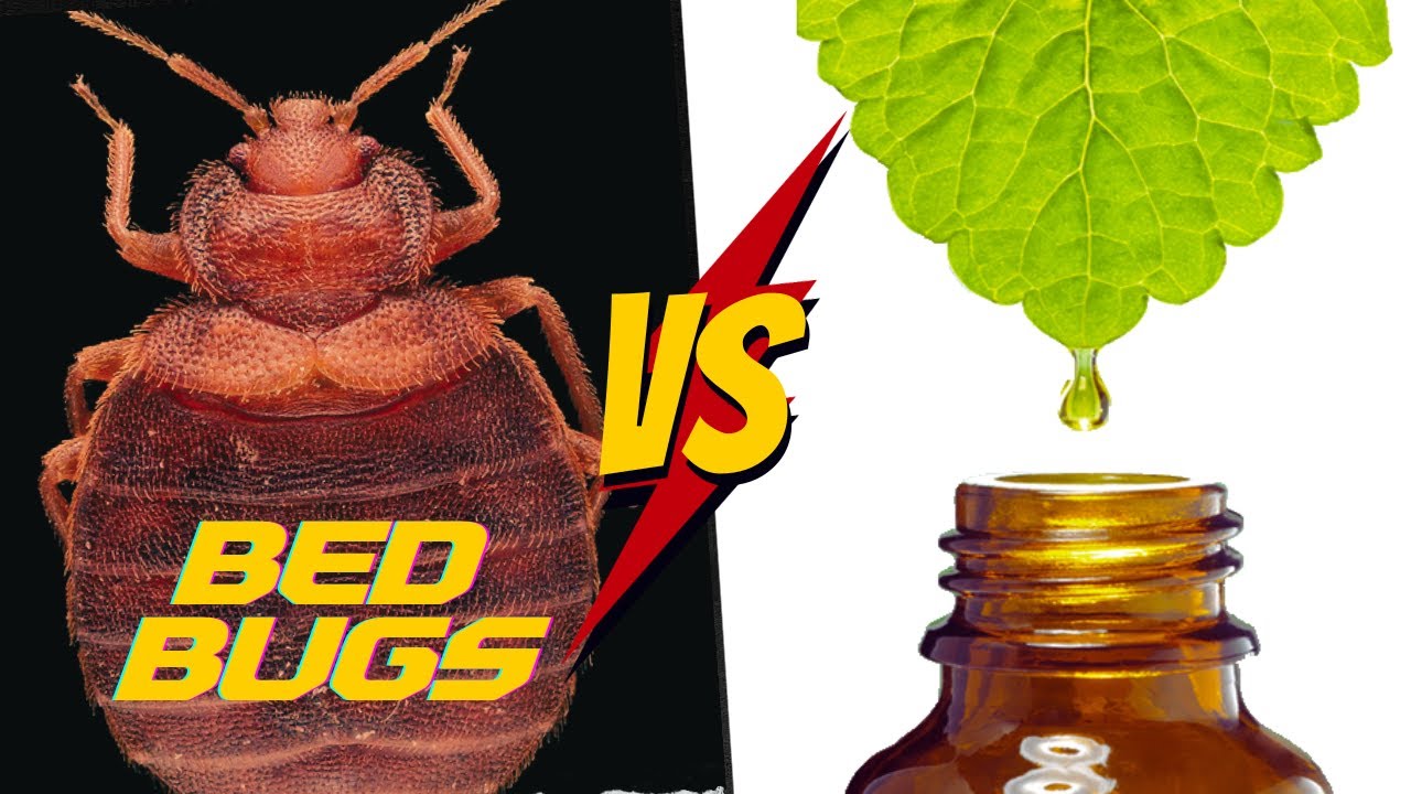 Top 7 Essential Oils To Get Rid Of Bed Bugs COMPLETE Tutorial YouTube top-7-essential-oils-to-get-rid-of-bed-bugs-complete-tutorial-youtube