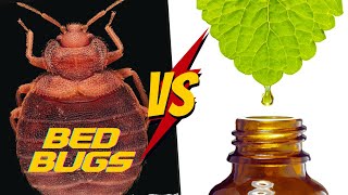 Top 7 Essential Oils to Get Rid of Bed Bugs [COMPLETE Tutorial]