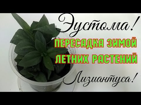 Эустома!!! Пересадка зимой