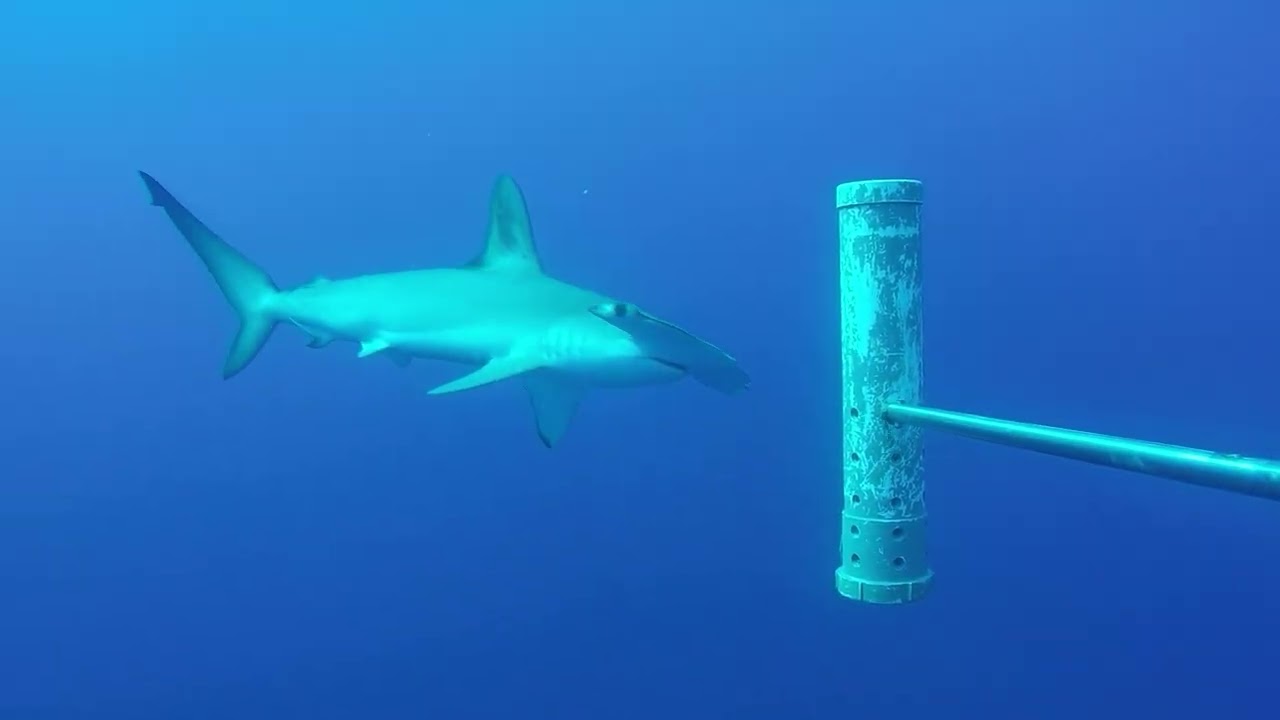 Meet three of the four hammerhead shark species found in Australian waters! 🦈