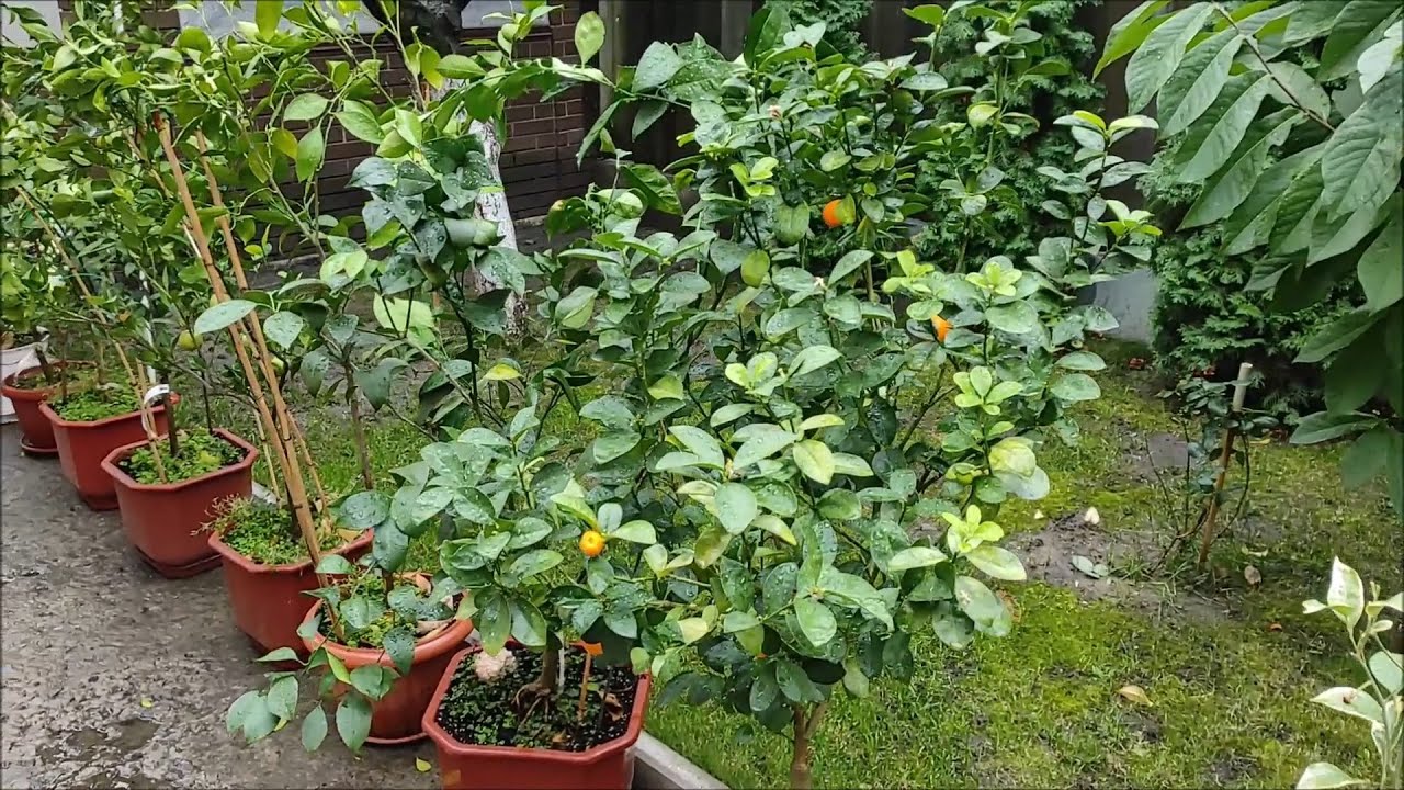 Цитруси досі на вулиці, коротенький огляд рослинок перед заносом у теплицю. Жовтень 2024.