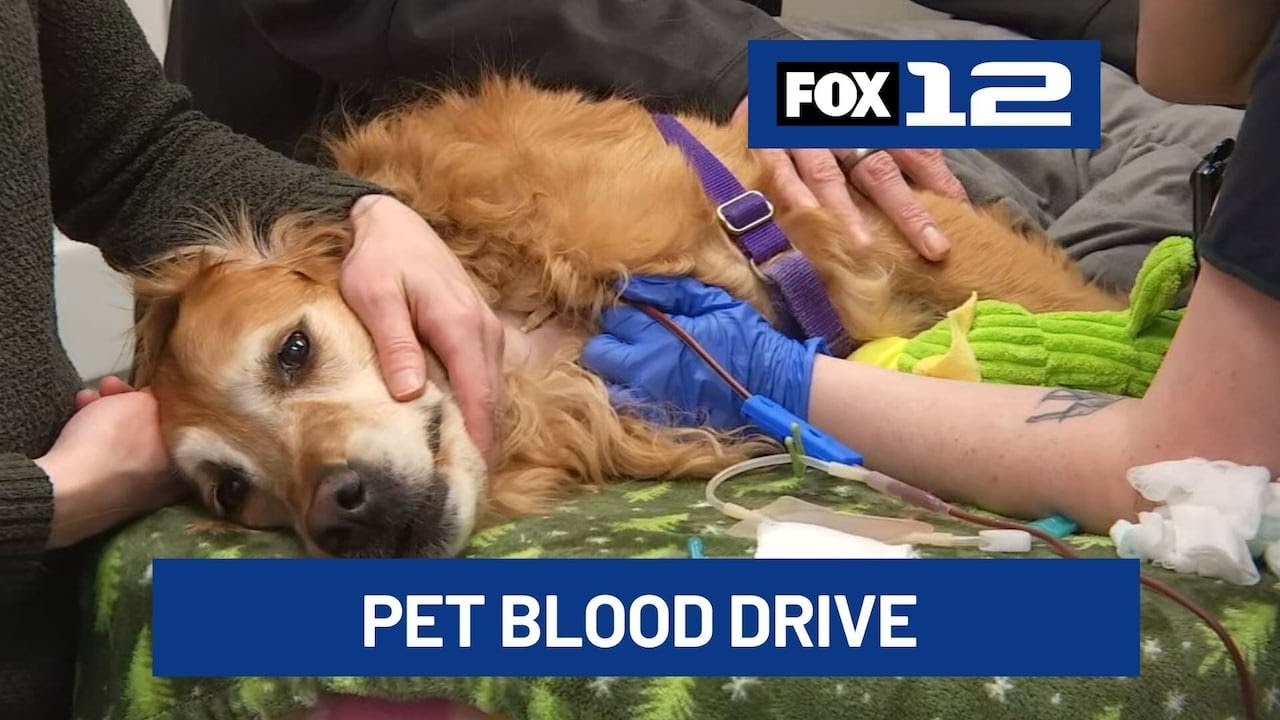 Pets and people donate blood together for community at DoveLewis