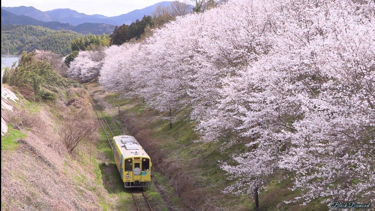 桜満開 がんばれ！へいちく】桜満開の平成筑豊鉄道 2025.3.30 - YouTube