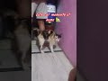#FunnyCat #CatLover #IndianCat #CutePets #CatVideo #PetLover#ViralShorts #YouTubeShorts #CatLife