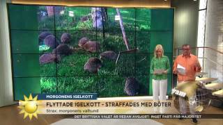 Flyttade igelkott - får böter - Nyhetsmorgon (TV4)