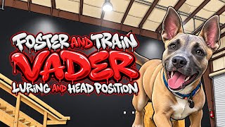 Teaching a Stubborn Puppy to WANT to Work With You!