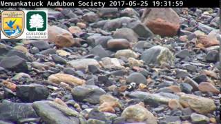 Falkner Island videos