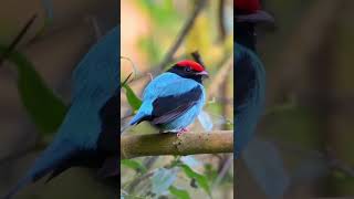  Blue manakin Birds Life Singing, Chirping, Playing #wildlife #4k #shorts #birds #fyp #birding