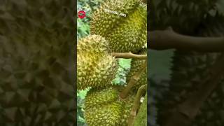 Amazing Durian tree #farming #fruit #agriculture