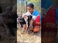 Neuer Gast 🤗 #trending #love #song #goat #viral #shorts