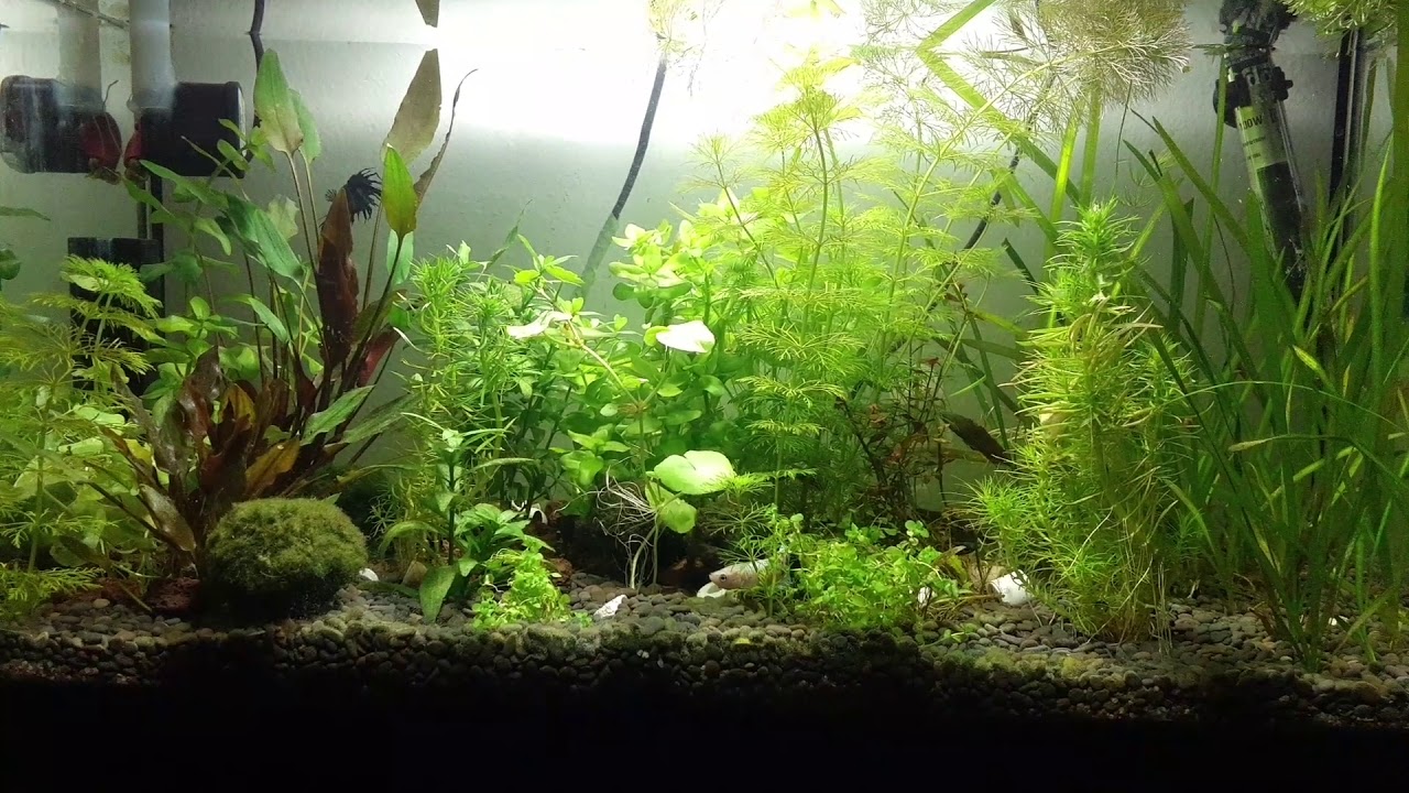 Piante bloccate Come eliminare alghe in acquario soluzone al problema ...