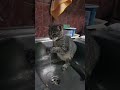 #cat #catlovers #catvideos #kucing #kucinglucu #cats #shorts #catshorts #shortvideo #shortsvideo