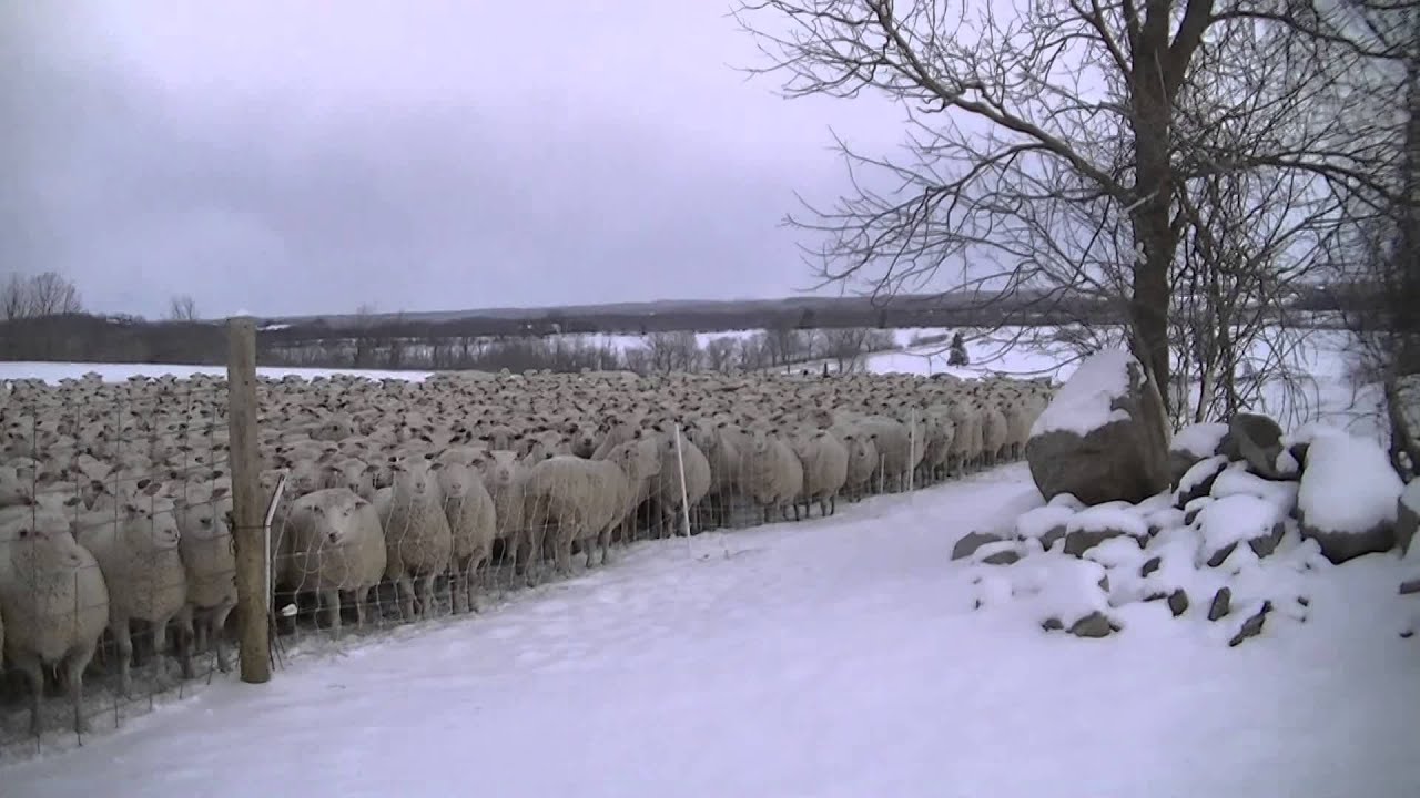 Winter feeding 00015