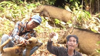 AMAZING‼️BABI HUTAN TABRAK ANJING PEMBURU‼️HUNTING