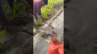 o trabalho da agricultura#pescaria #sitio