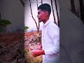 #villagewalk #walkingvlog #naturewalk #greenery #nature #calmvibes #youtubeshorts #viralvideo