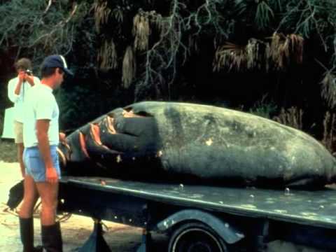 manatees that have been hit by boats - youtube