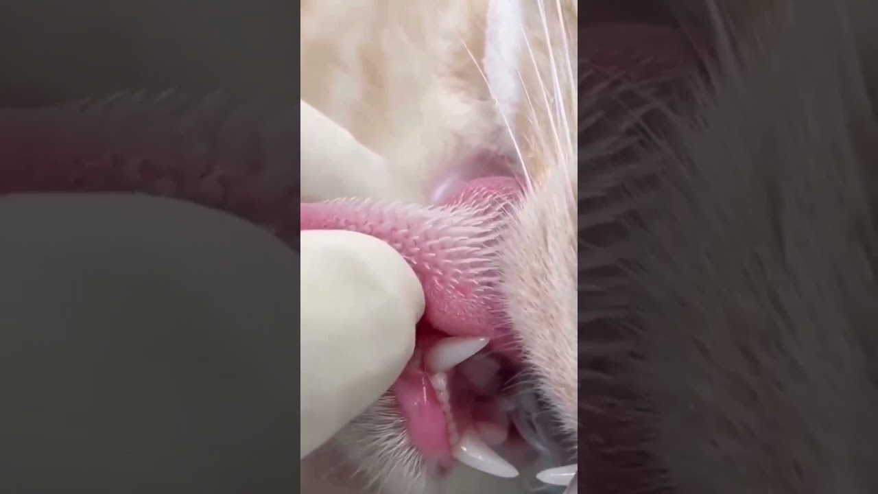 Lion's tongue 😀😀