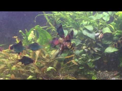 black ruby barbs eating fun tips
