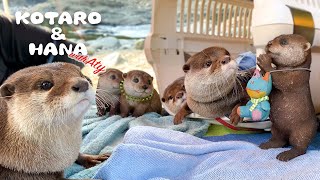 再会に喜ぶカワウソアティ！最高に楽しい川の冒険　Otter Kotaro&Hana Go On a River Adventure with Aty Again