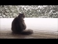 This cat absolutely loves to play in the snow!