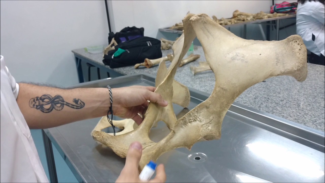 Anatomia animal: Pelve, Fêmur, Tíbia e Fíbula.