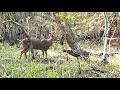Trail Cam Video, The Rubbing Post, South Louisiana Swamp