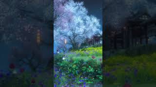 Cherry Blossom - Beautiful live wallpaper for mobile