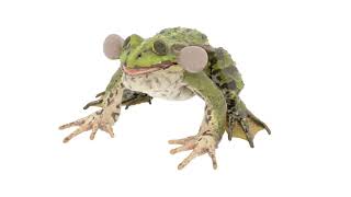 Spotted Croaking Frog Animated Rigged for Blender 362 | 3D Molier International