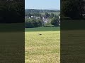Storch in Grüna auf unserem Feld
