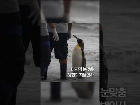 마지막 눈맞춤...펭귄의 작별인사 &amp;#39;<strong>코끝</strong> 찡&amp;#39; #shorts