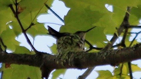 Ruby-throated Hummingbird Nest with Eggs
