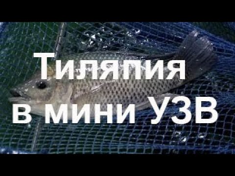 Тиляпия в мини УЗВ (15)