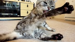 お風呂後のグルーミング猫　　　=Cat grooming after the bath=