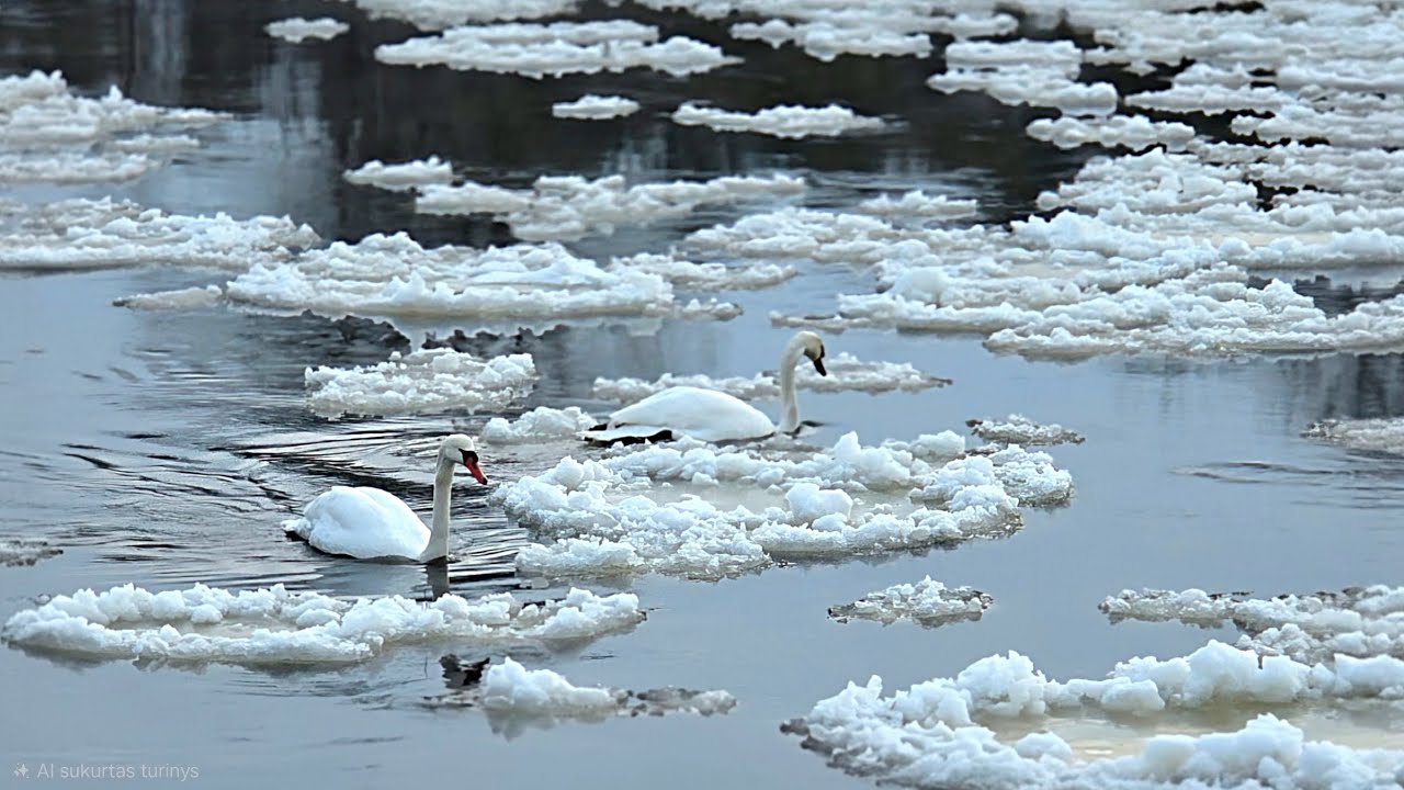 Gulbės nebylės šąlančios upės stichijoje