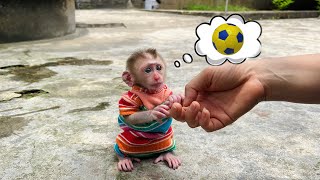 Baby monkey Tina asks her mother for help and finds her ball