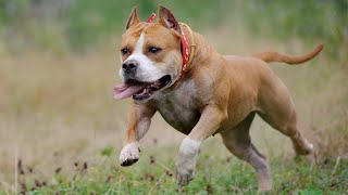 The American Staffordshire Terrier  The Fully Trained Fiercely Protective Dog