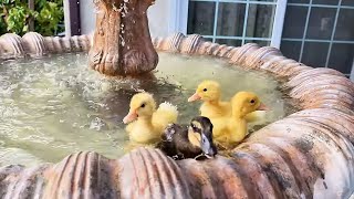 Funny Ducklings Video 2 @travelalonged