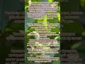 ФУНДУК САДИТЕ. СКОЛЬКО ВЫДЕРЖИТ МОРОЗА ???для случайных и новых зрителей