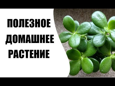 Денежное дерево - чем оно полезно для здоровья?!