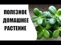 Денежное дерево - чем оно полезно для здоровья?!