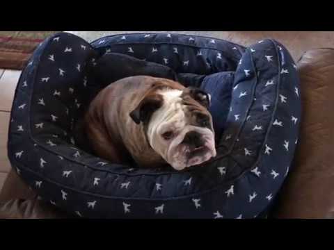 Reuben the Bulldog: Back To Work british bulldog price