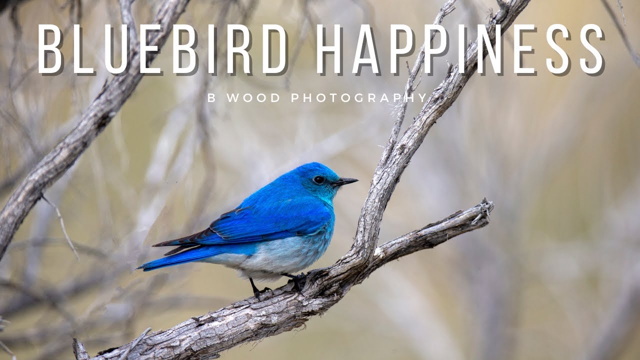 National Bluebird of Happiness Day