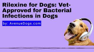 Rilexine for Dogs: Vet-Approved for Bacterial Infections in Dogs