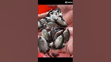 trại cá giống sơn phát Đăk Lăk cung cấp các loại cá giống đi các tỉnh ai cần LH:0372076731gặp sơn