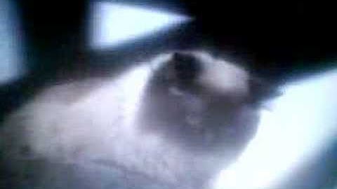 Homeward Bound - i will always return