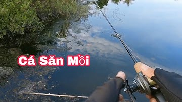 Câu cá Lóc Lure Cá Lóc Bằng Nhái Hơi P1 .Cận Cảnh Cá Lóc Săn Mồi Cực Xung | Đại Ngáo Vlog 2